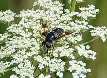 Image of Eristalis saxorum Wiedemann 1830