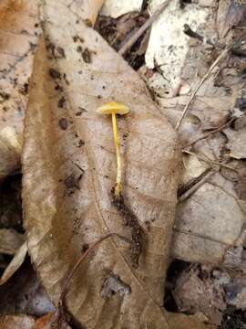 Sivun Atheniella leptophylla (Peck) Gminder & T. Böhning 2016 kuva