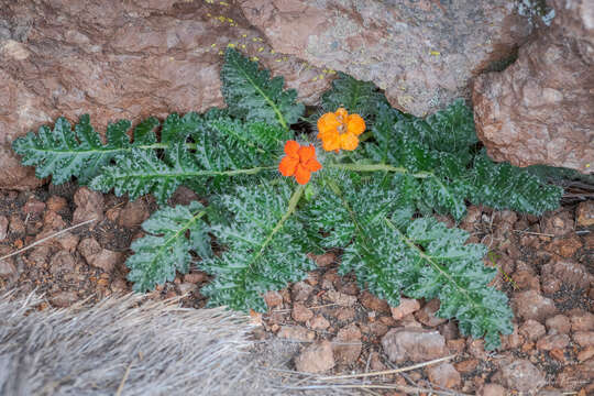 Image of Caiophora rosulata subsp. rosulata