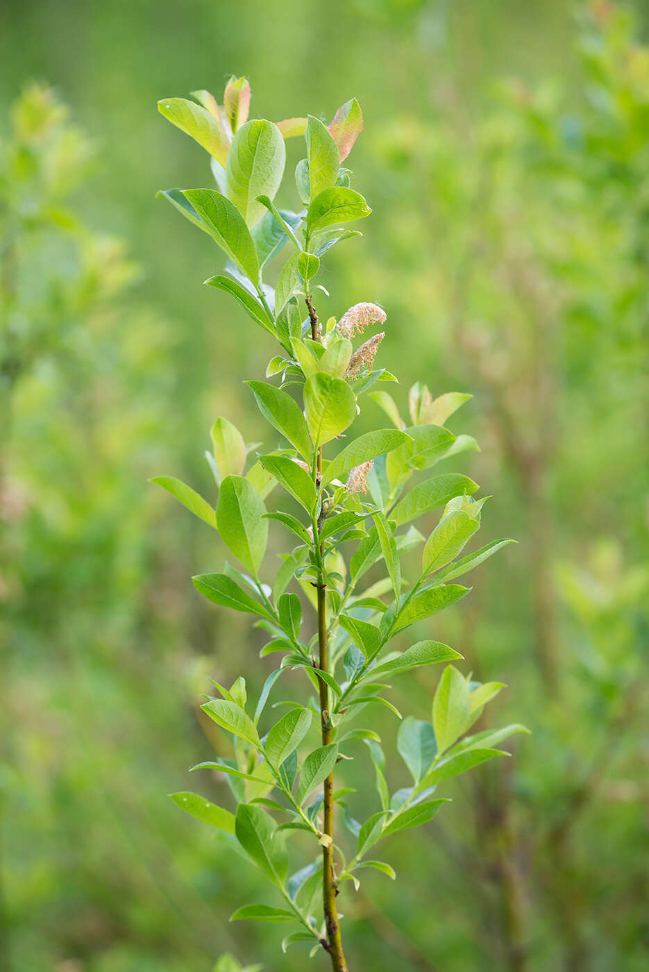 Salix starkeana Willd. resmi