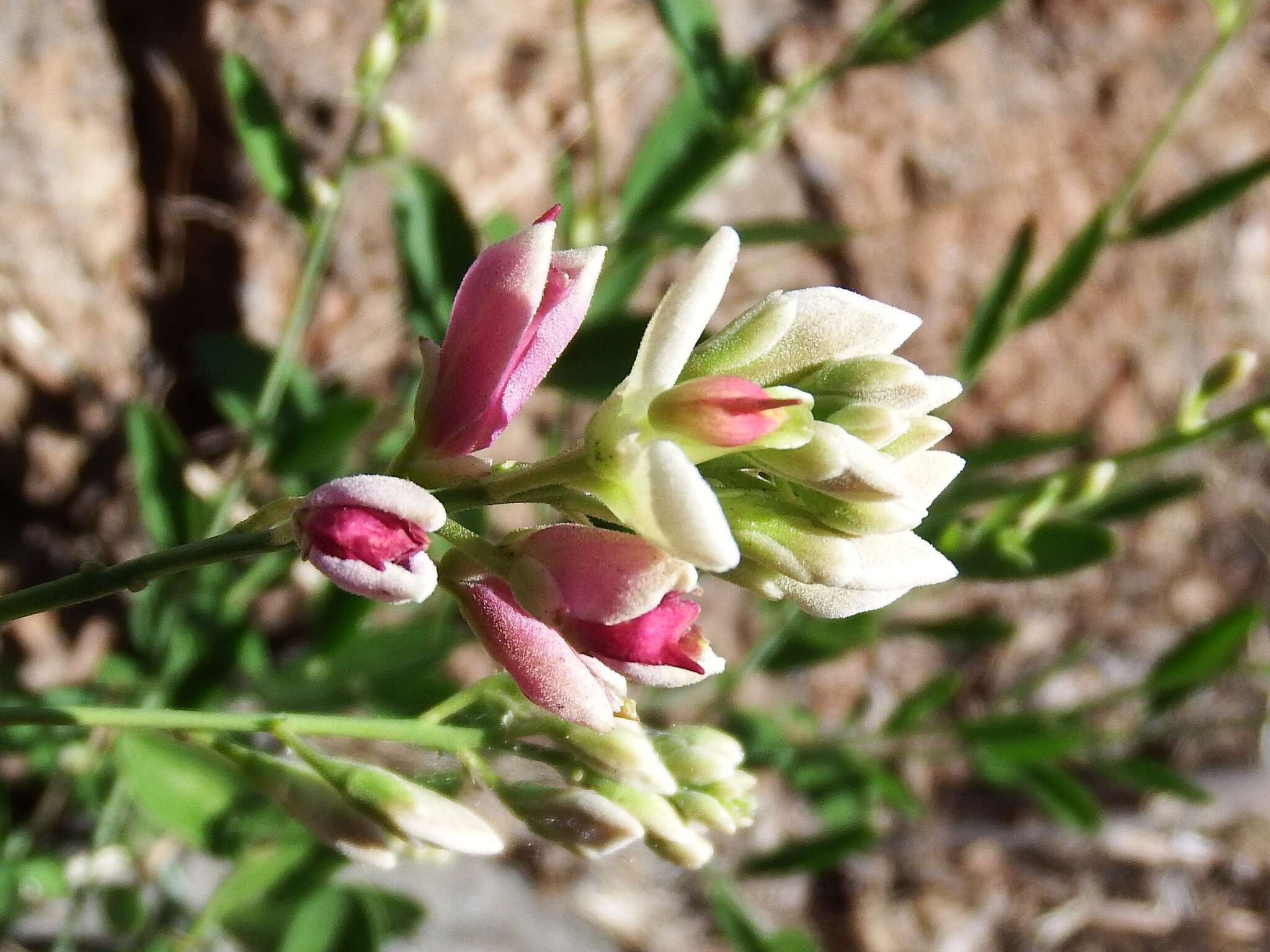 صورة Rhinotropis cornuta var. cornuta