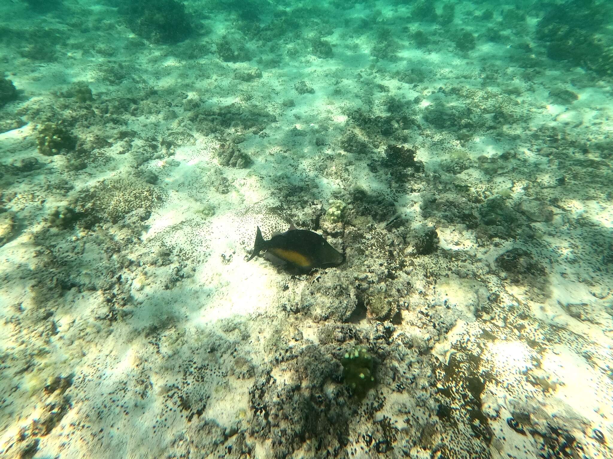 Image of Orangeside Triggerfish