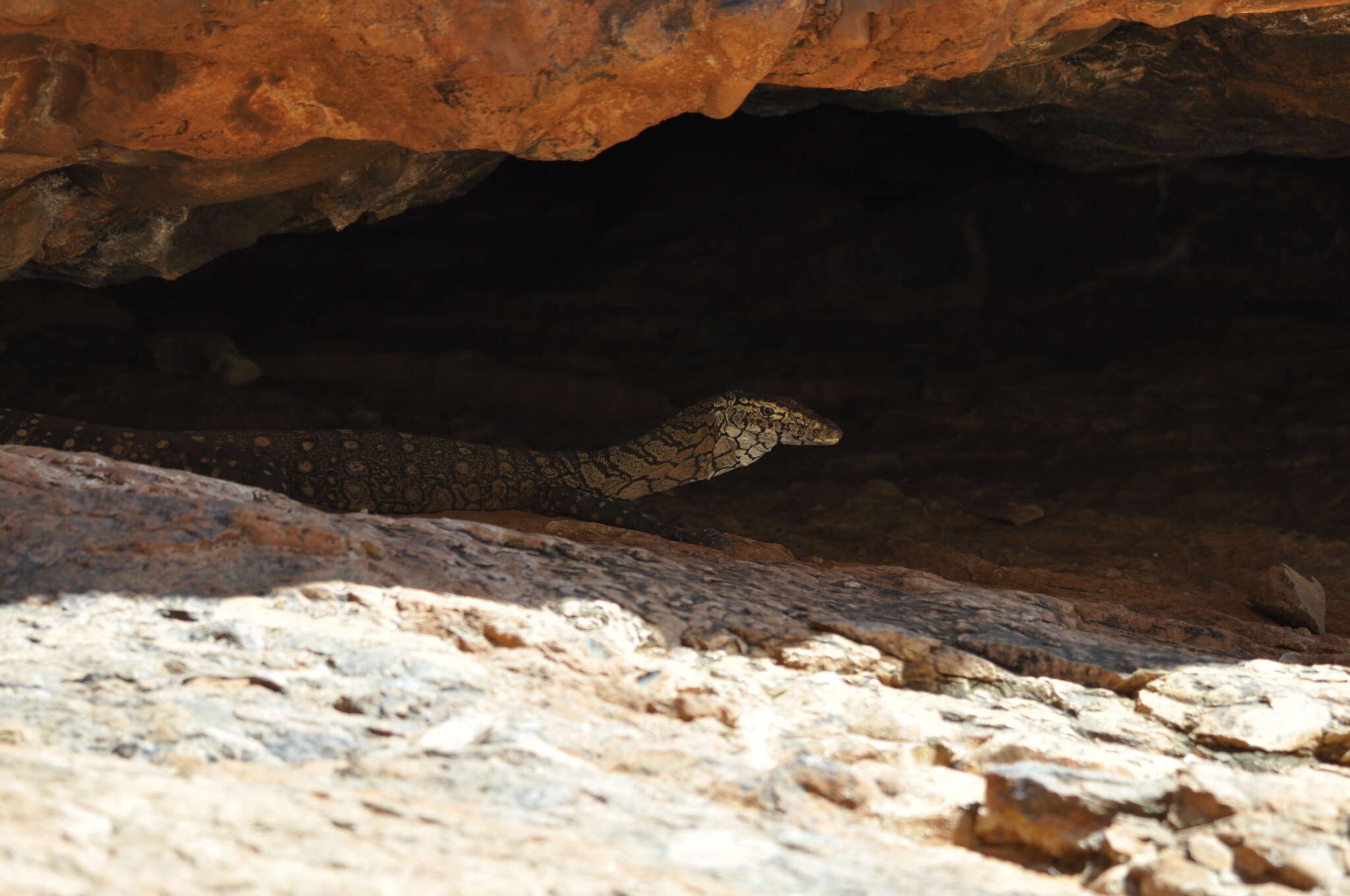 Image of Perentie