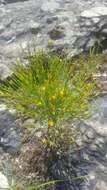 Plancia ëd Hypericum gentianoides (L.) Britton, E. E. Sterns & Poggenb.