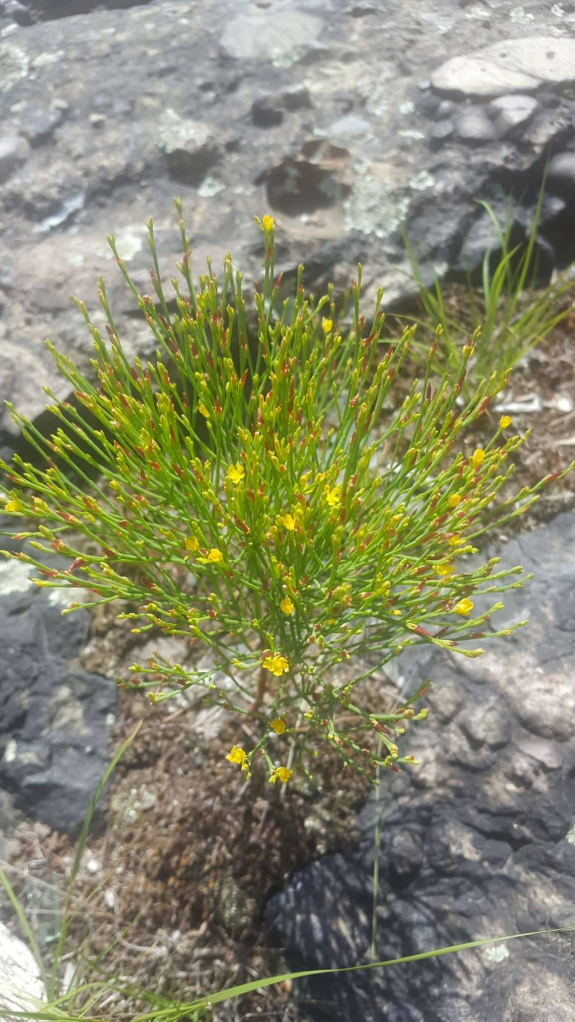 Plancia ëd Hypericum gentianoides (L.) Britton, E. E. Sterns & Poggenb.