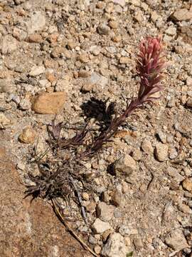 Image de Castilleja praeterita Heckard & Bacigal.