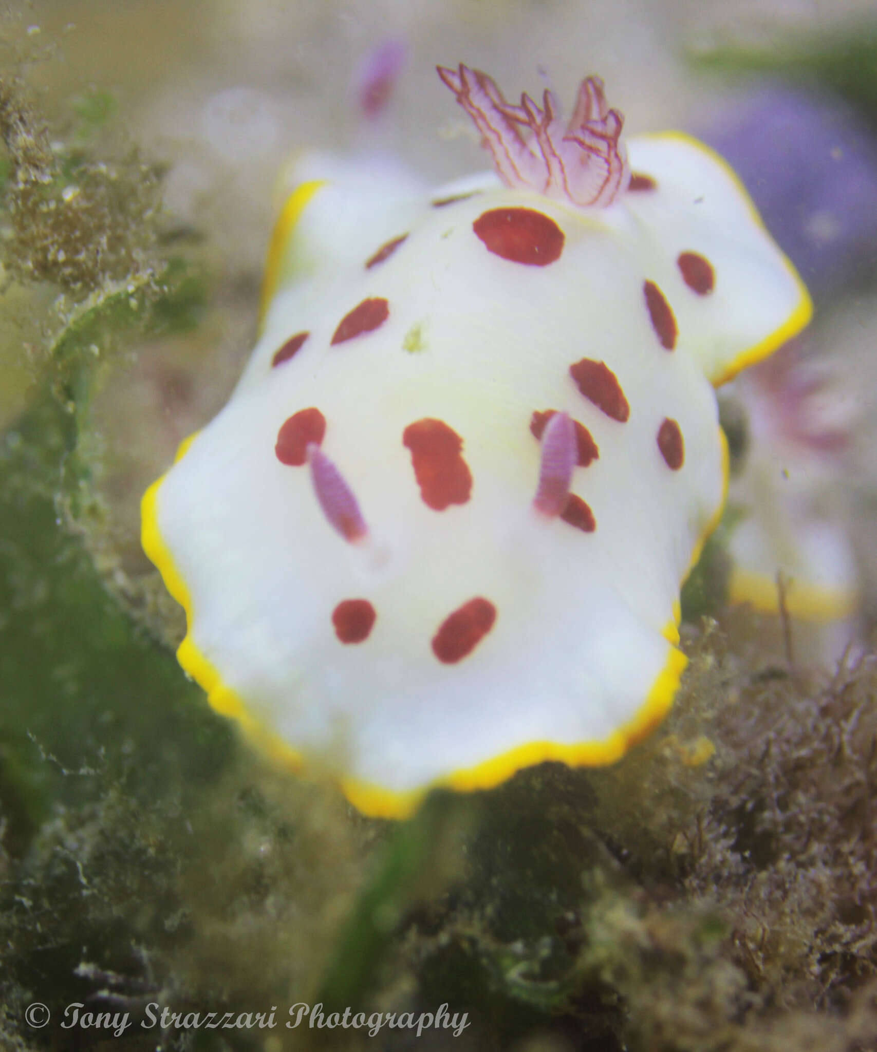 Image de Goniobranchus splendidus (Angas 1864)