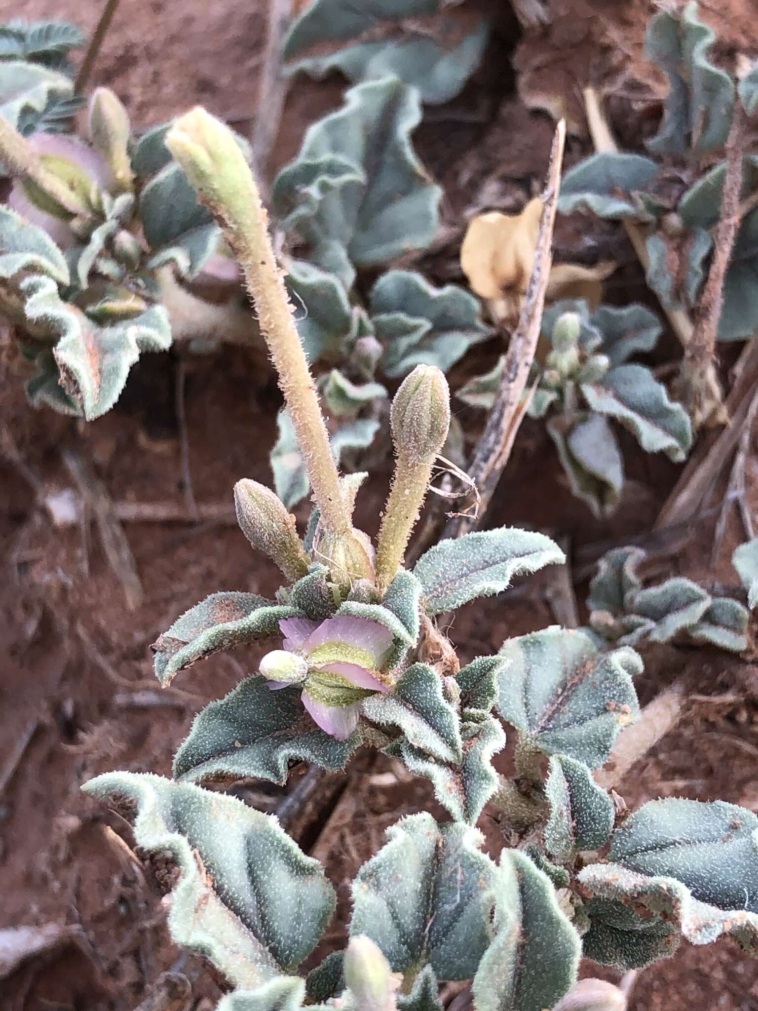 Acleisanthes diffusa (A. Gray) R. A. Levin resmi