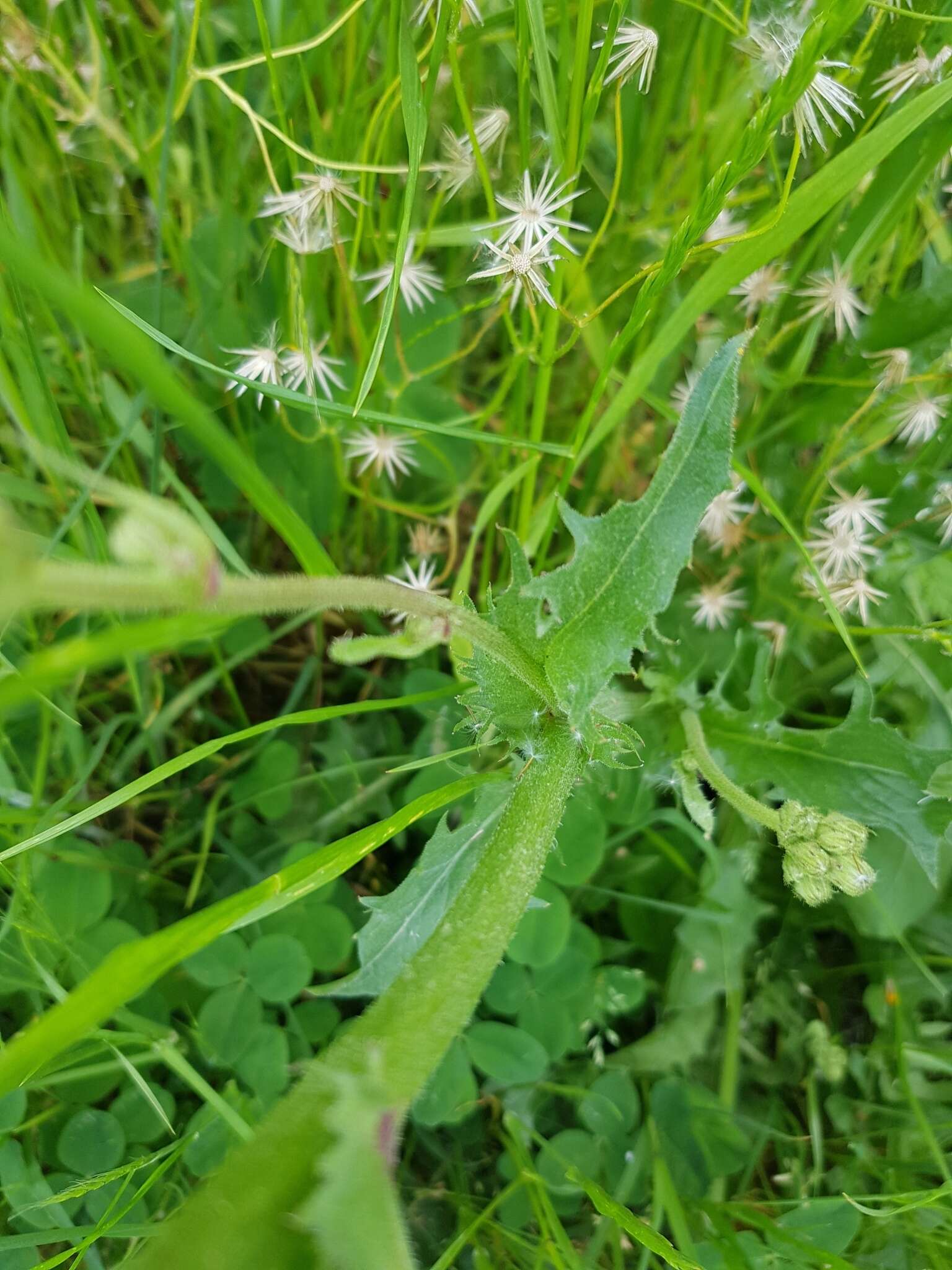 Imagem de Crepis marschallii (C. A. Mey.) Sch. Bip.