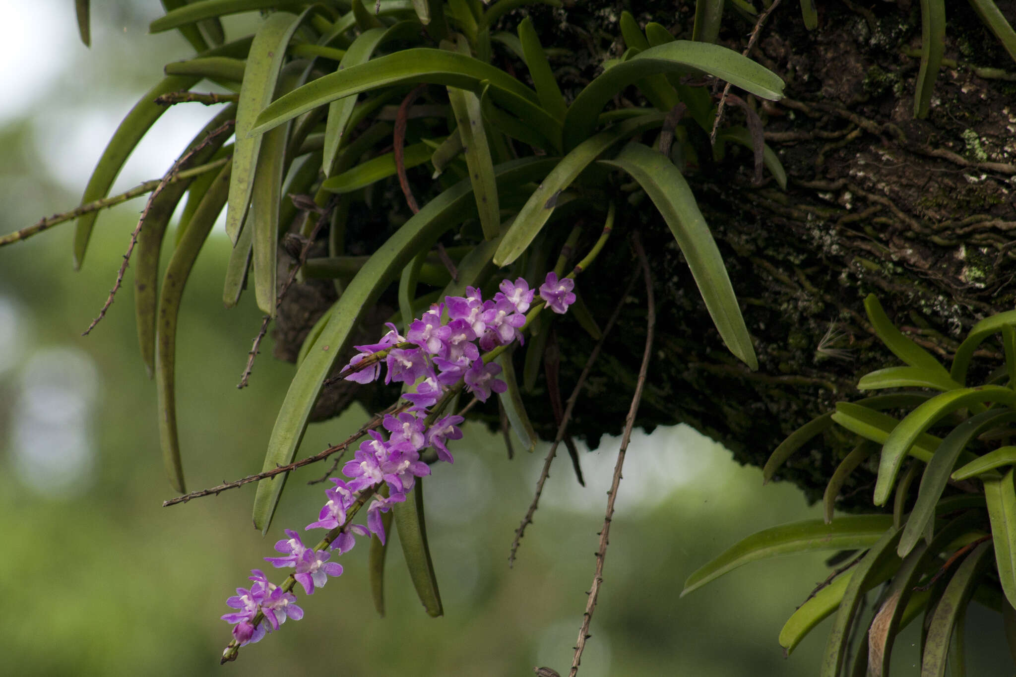 Image of Multi-flowered Aerides