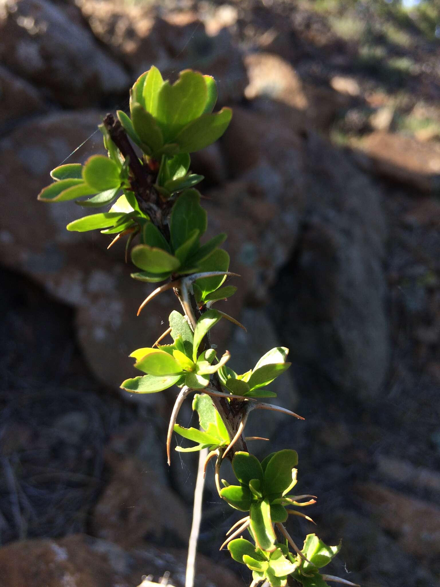 Image of Cretan Barberry