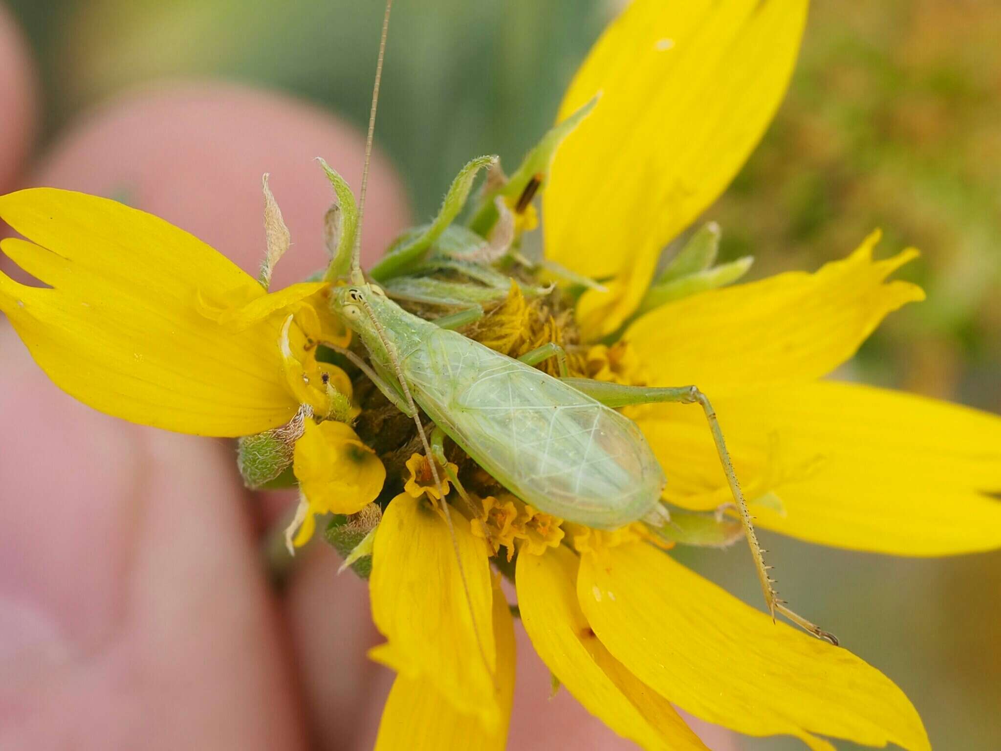 Image of Fast-calling Tree Cricket