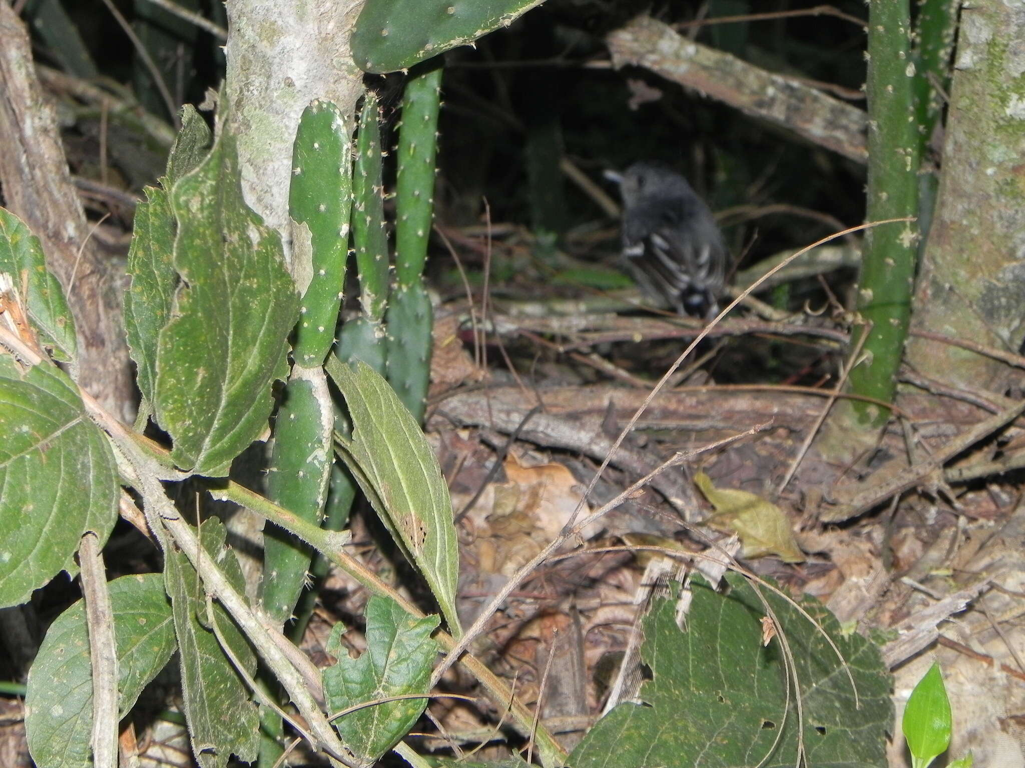 Image of Sooretama Slaty Antshrike