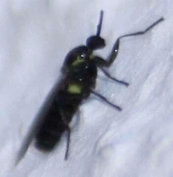 Image of Minute black scavenger fly