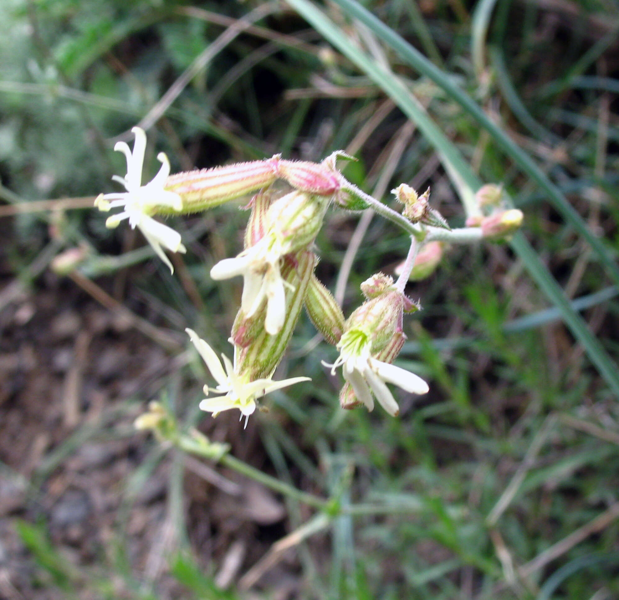 Image de Silene spergulifolia (Willd.) M. Bieb.