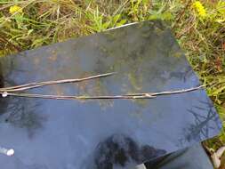 Image of Broomsedge Bluestem