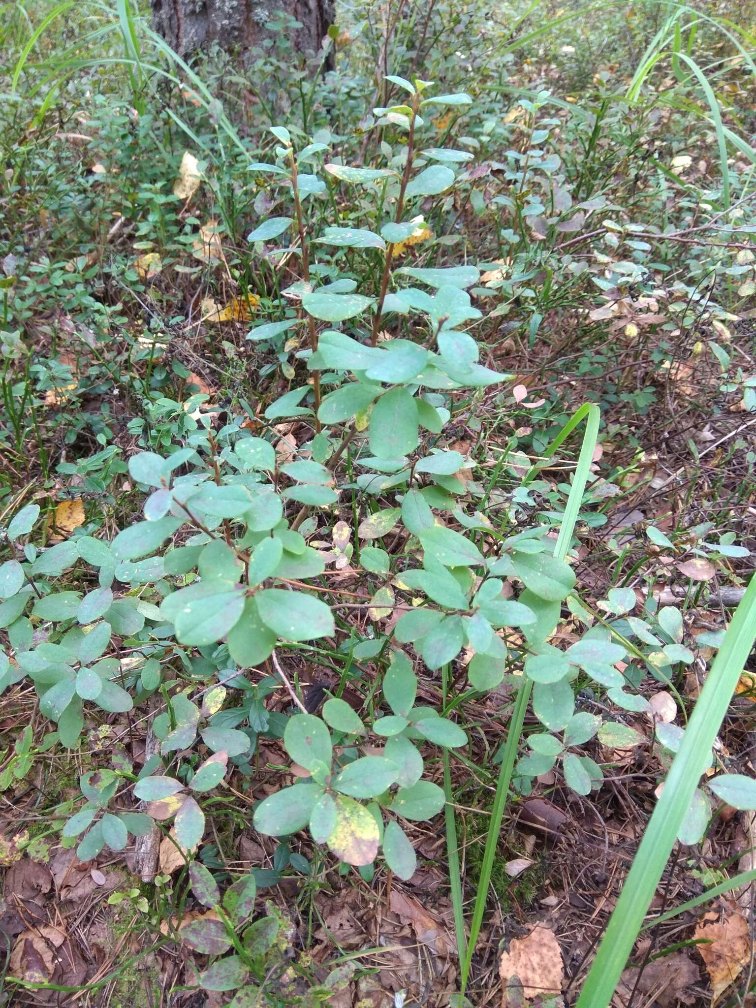 Image of alpine bilberry