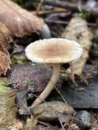 صورة Inocybe curvipes P. Karst. 1890