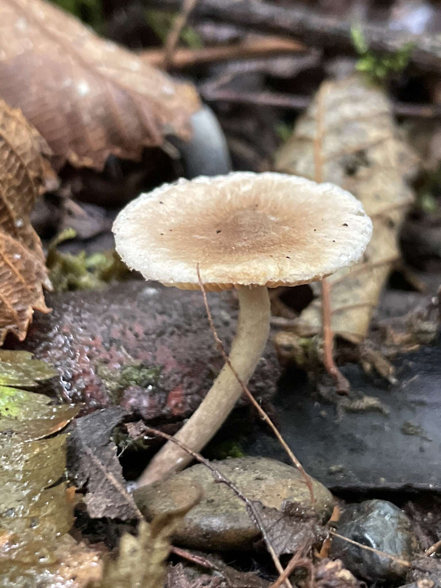 Image of Inocybe curvipes P. Karst. 1890