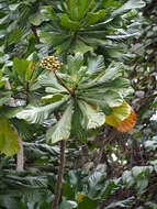 Image de Anthocleista vogelii Planch.