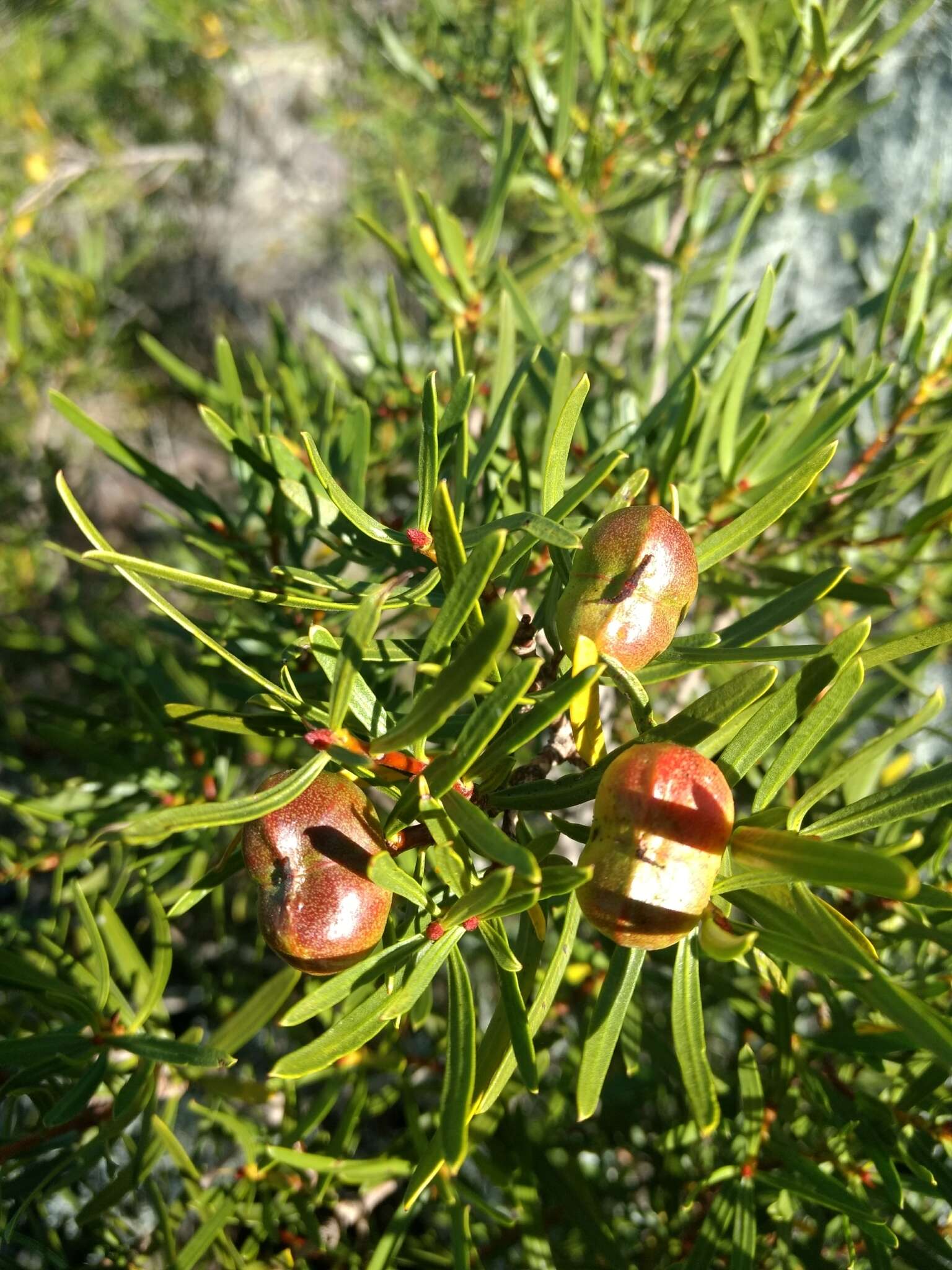 Image of Colliguaja integerrima Gillies & Hook.