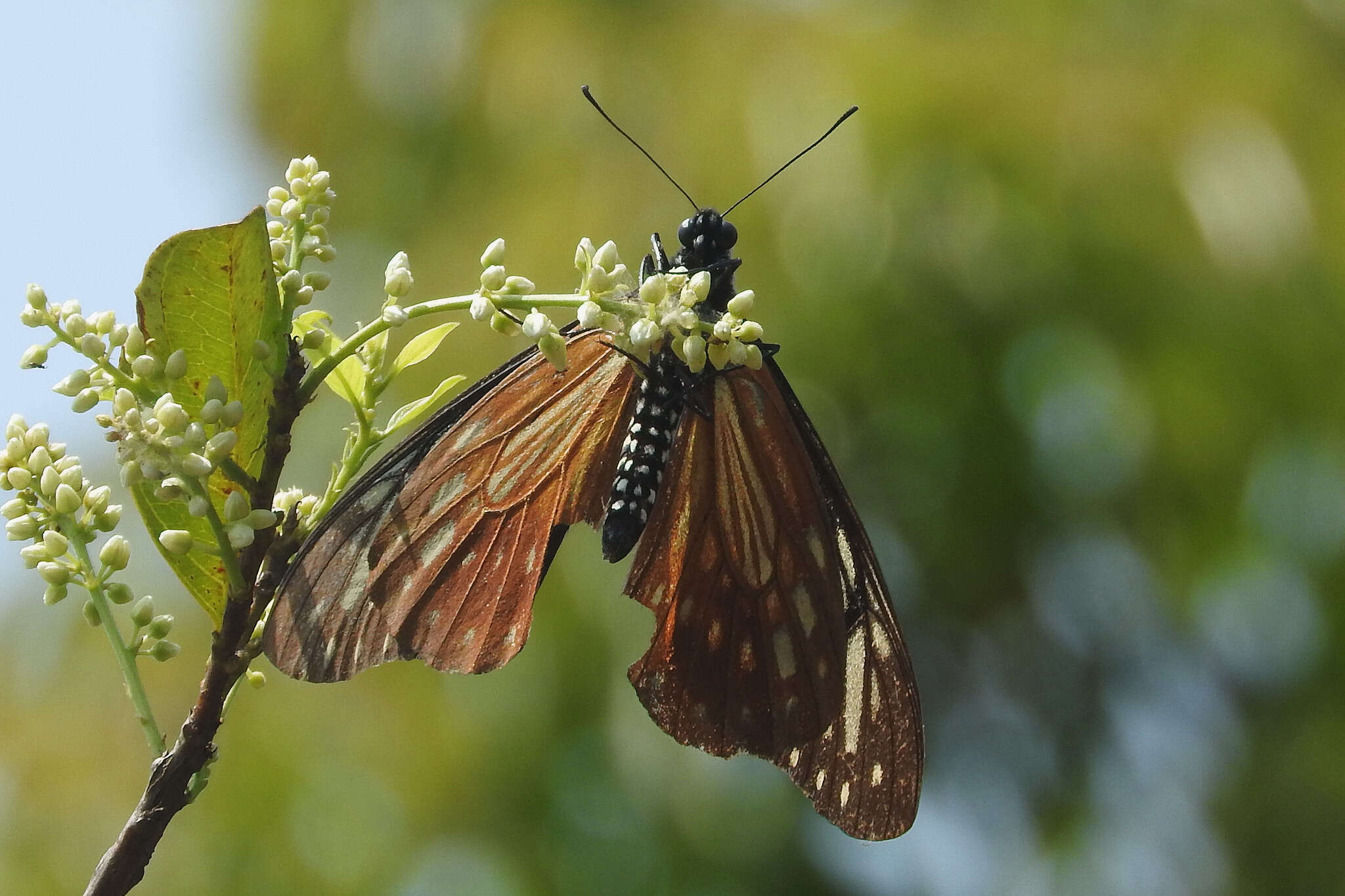 Image of <i>Papilio agestor</i>