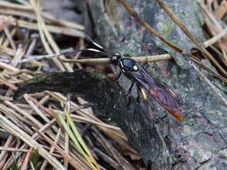 Image of Protichneumon pisorius (Linnaeus 1758)