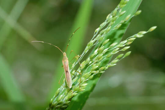 Imagem de Leptocorisa acuta (Thunberg 1783)