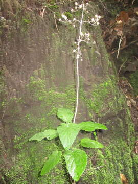 Image de Scrophularia smithii Hornem.