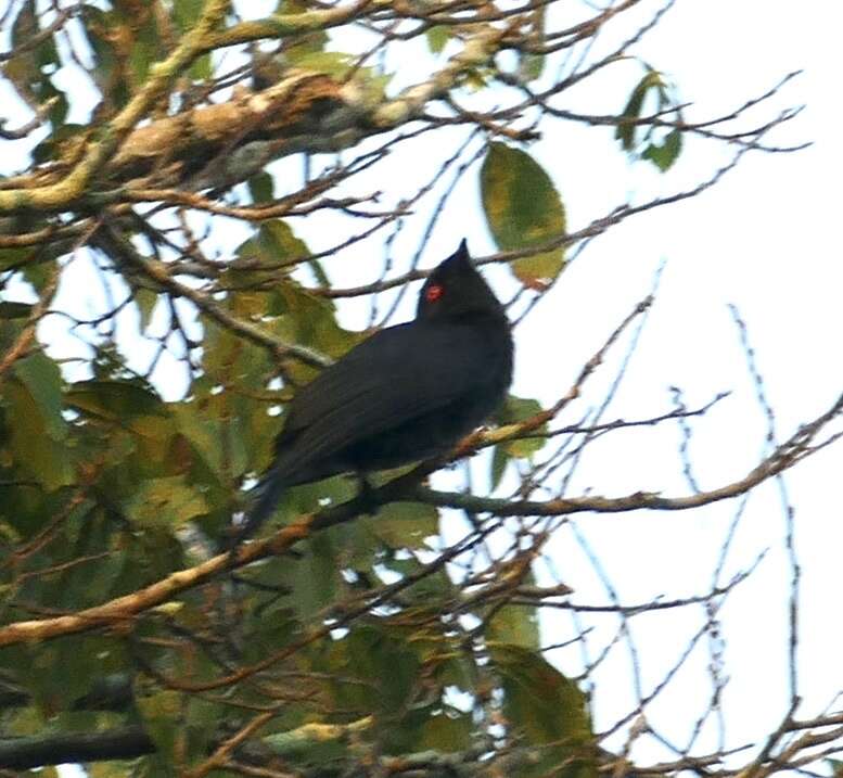 Image of Common Square-tailed Drongo