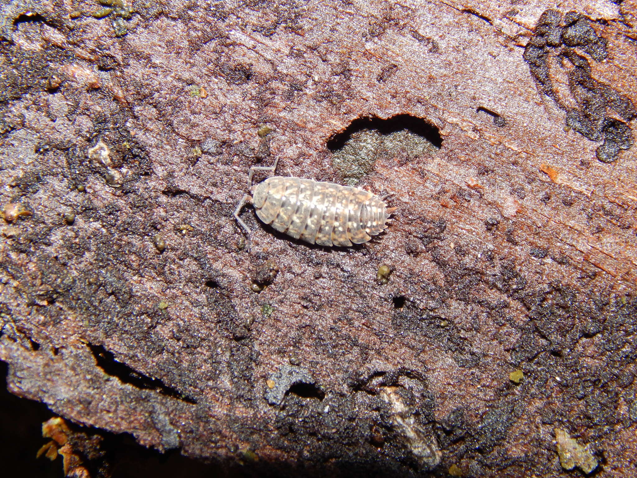 Image of Lepidoniscus minutus (Koch 1838)