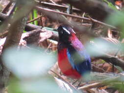 Image of Black-crowned Pitta