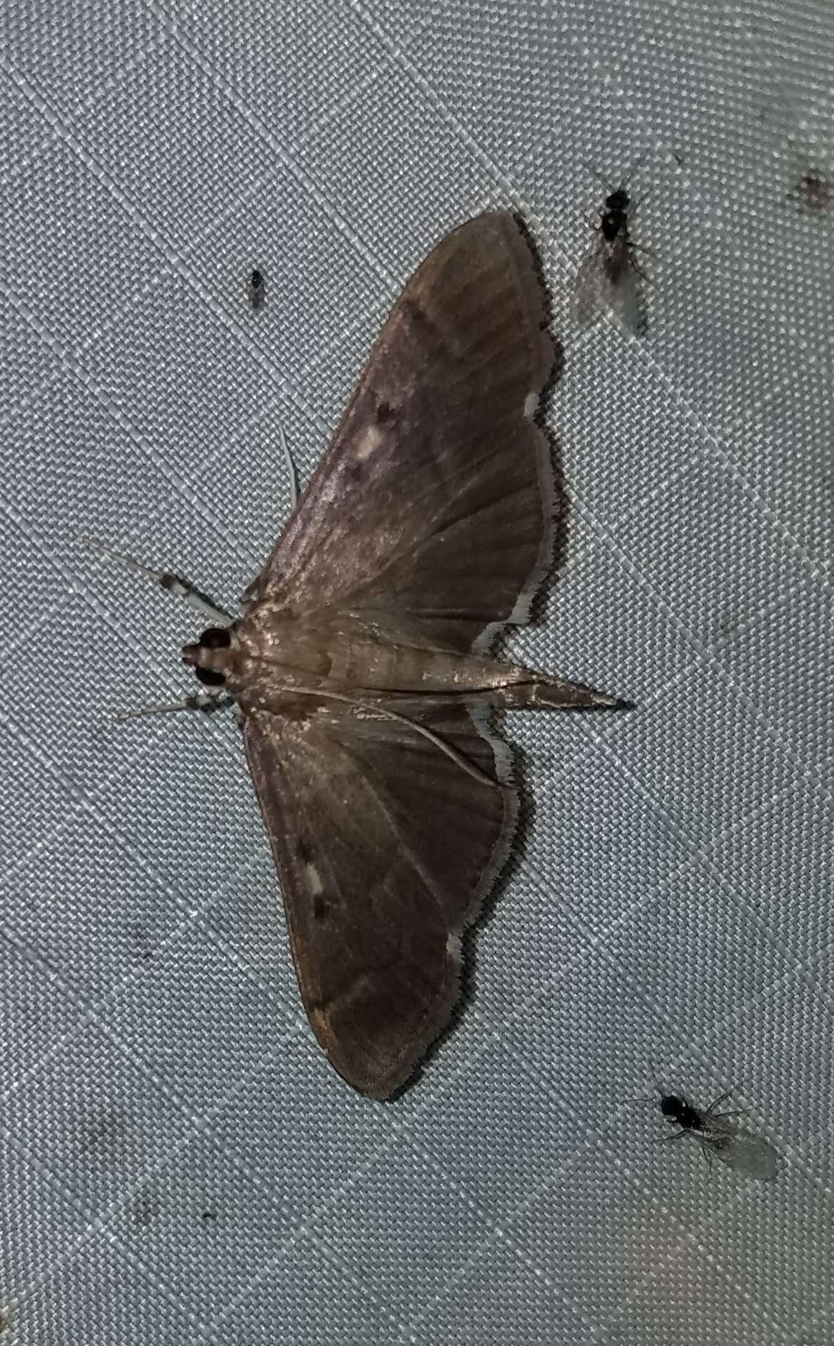 Image of Herpetogramma sphingealis Handfield & Handfield 2011