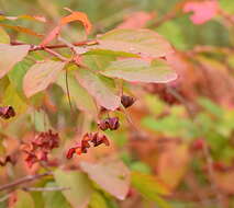 Imagem de Euonymus latifolius (L.) Mill.