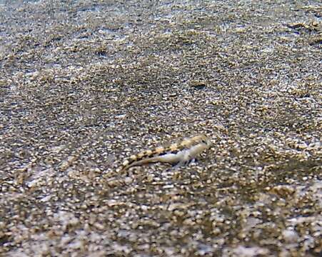 Image of Adriatic blenny