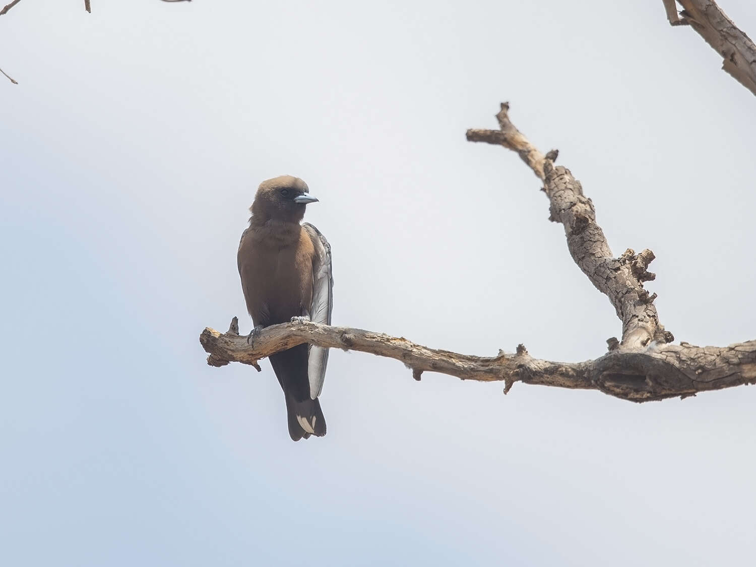 Image of Little Woodswallow