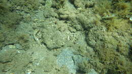 Image of Target shrimp goby