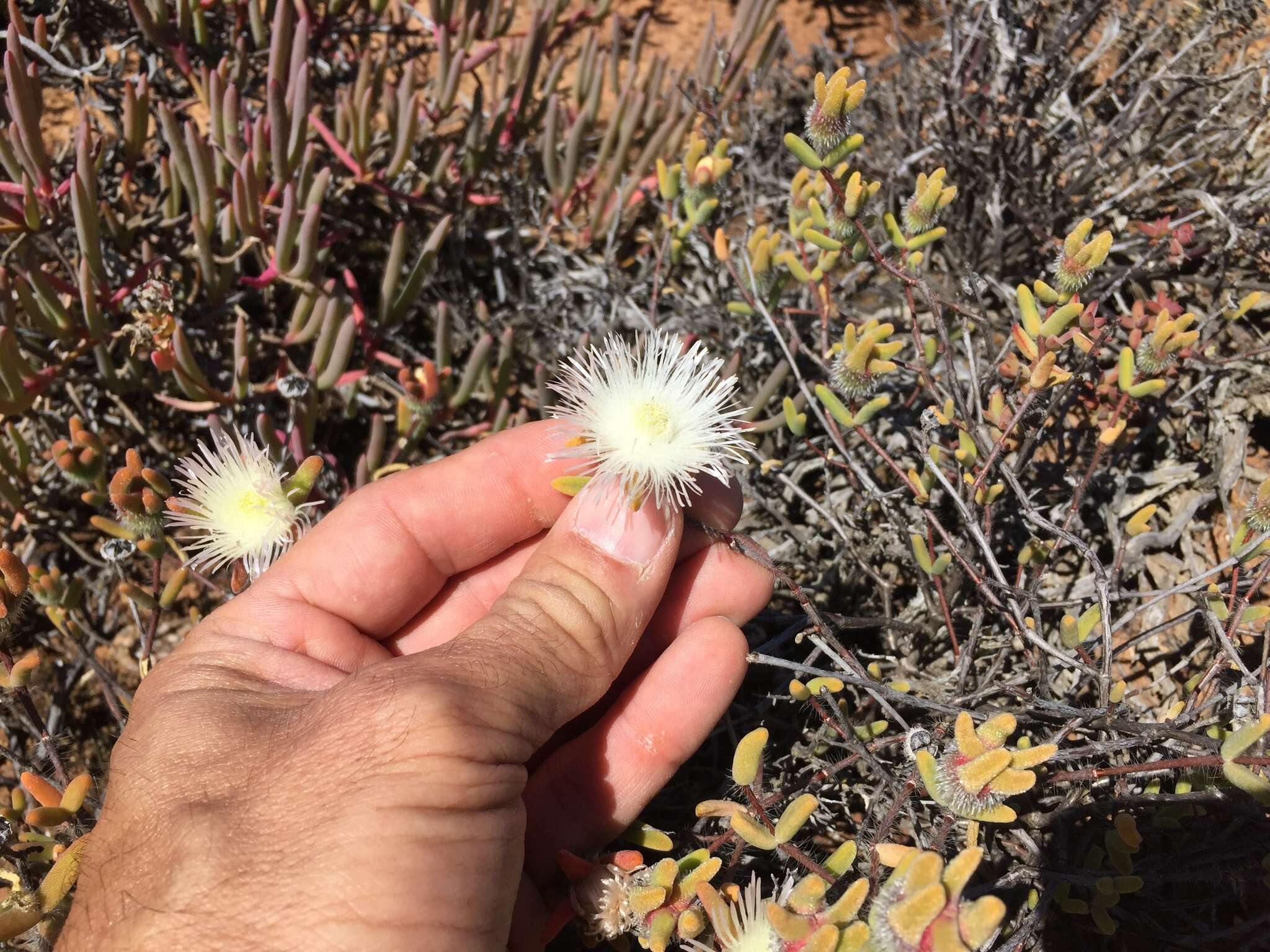 Imagem de Drosanthemum papillatum L. Bol.