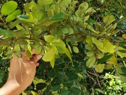 Image of Dalbergia glabra (Mill.) Standl.