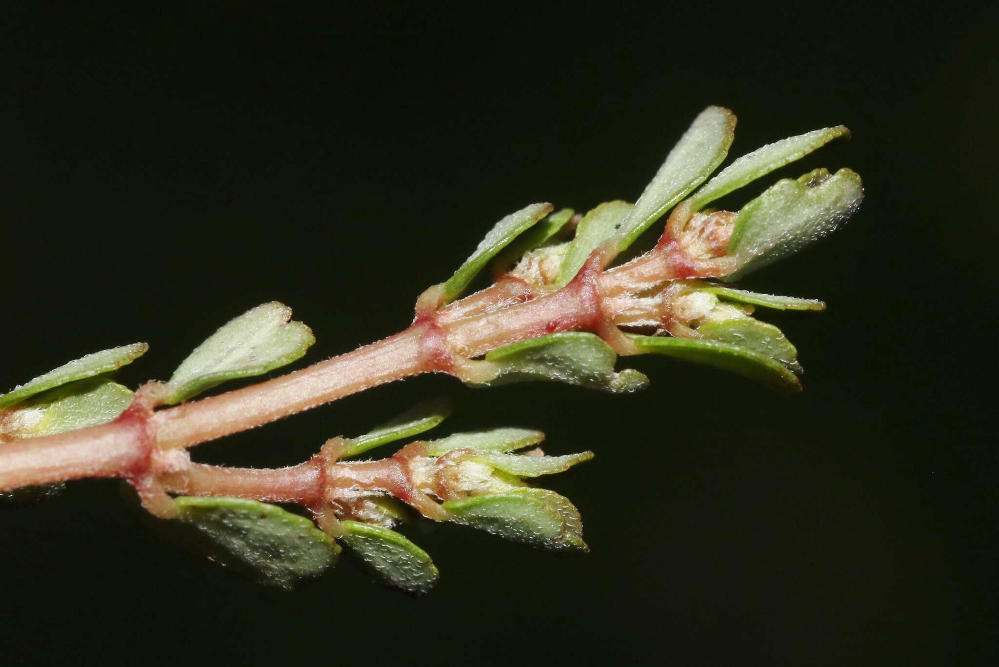 Euphorbia pergamena Small resmi