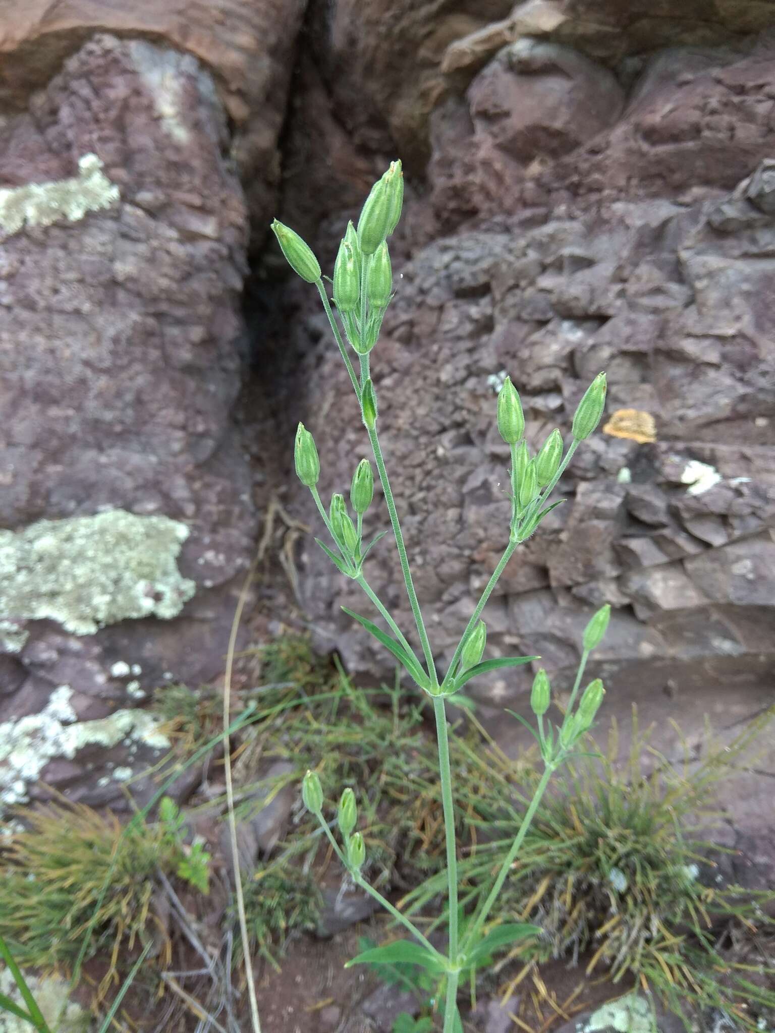 Imagem de Silene aprica Turcz. ex Fisch. & C. A. Mey.