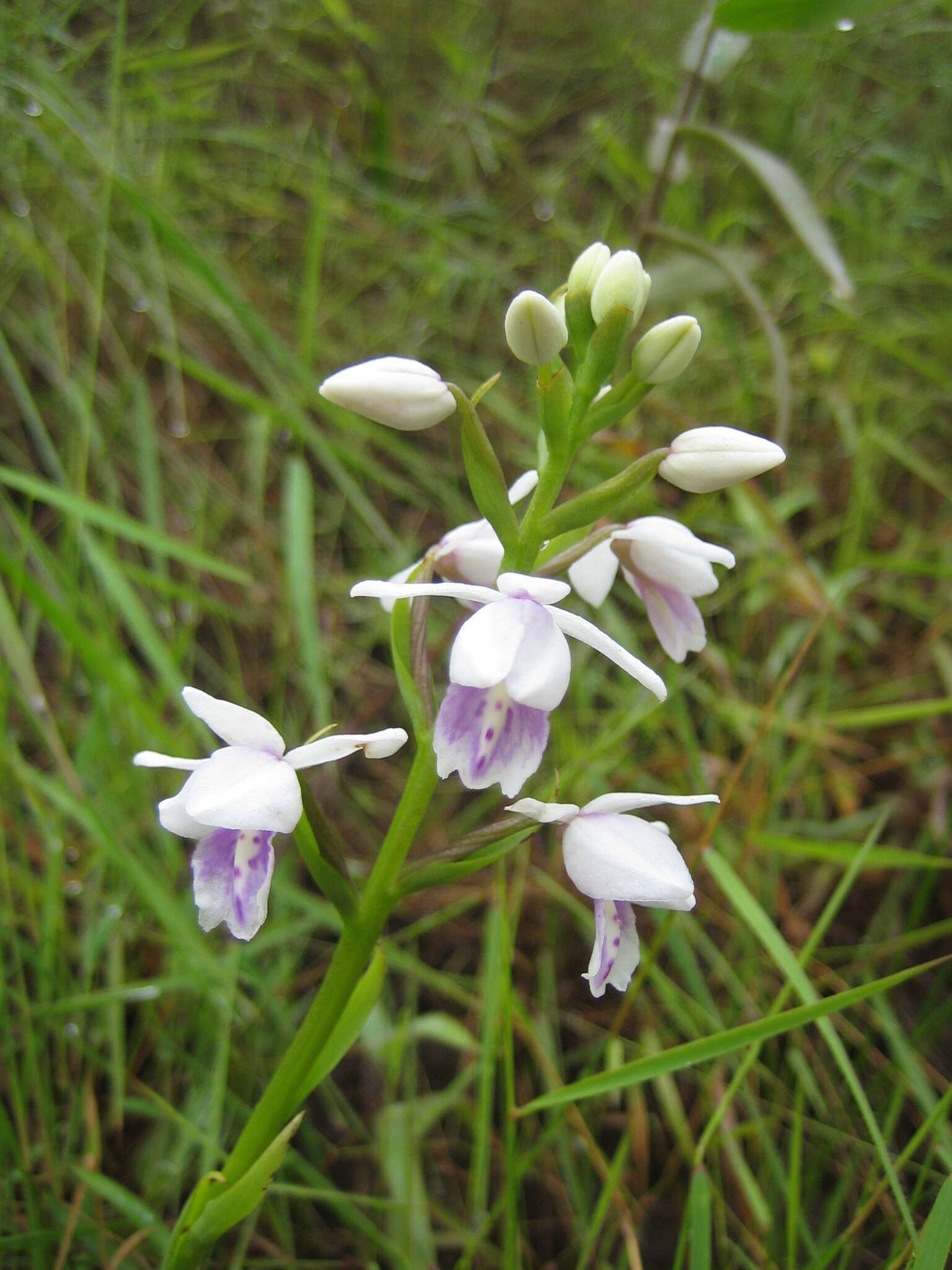 Image de Brachycorythis paucifolia Summerh.