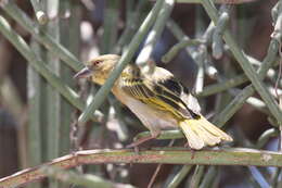 Image of Speke's Weaver