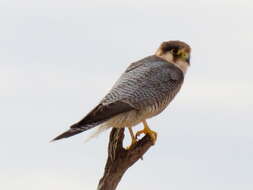 Falco chicquera horsbrughi Gunning & Roberts 1911 resmi