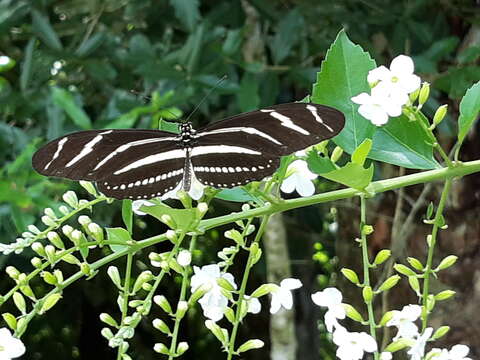 Image of Heliconius charithonia tuckeri Comstock & Brown 1950