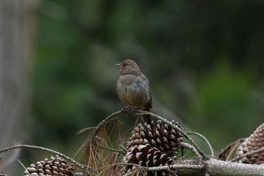 Image of Melozone crissalis crissalis (Vigors 1839)