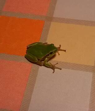 Image of Italian Tree Frog