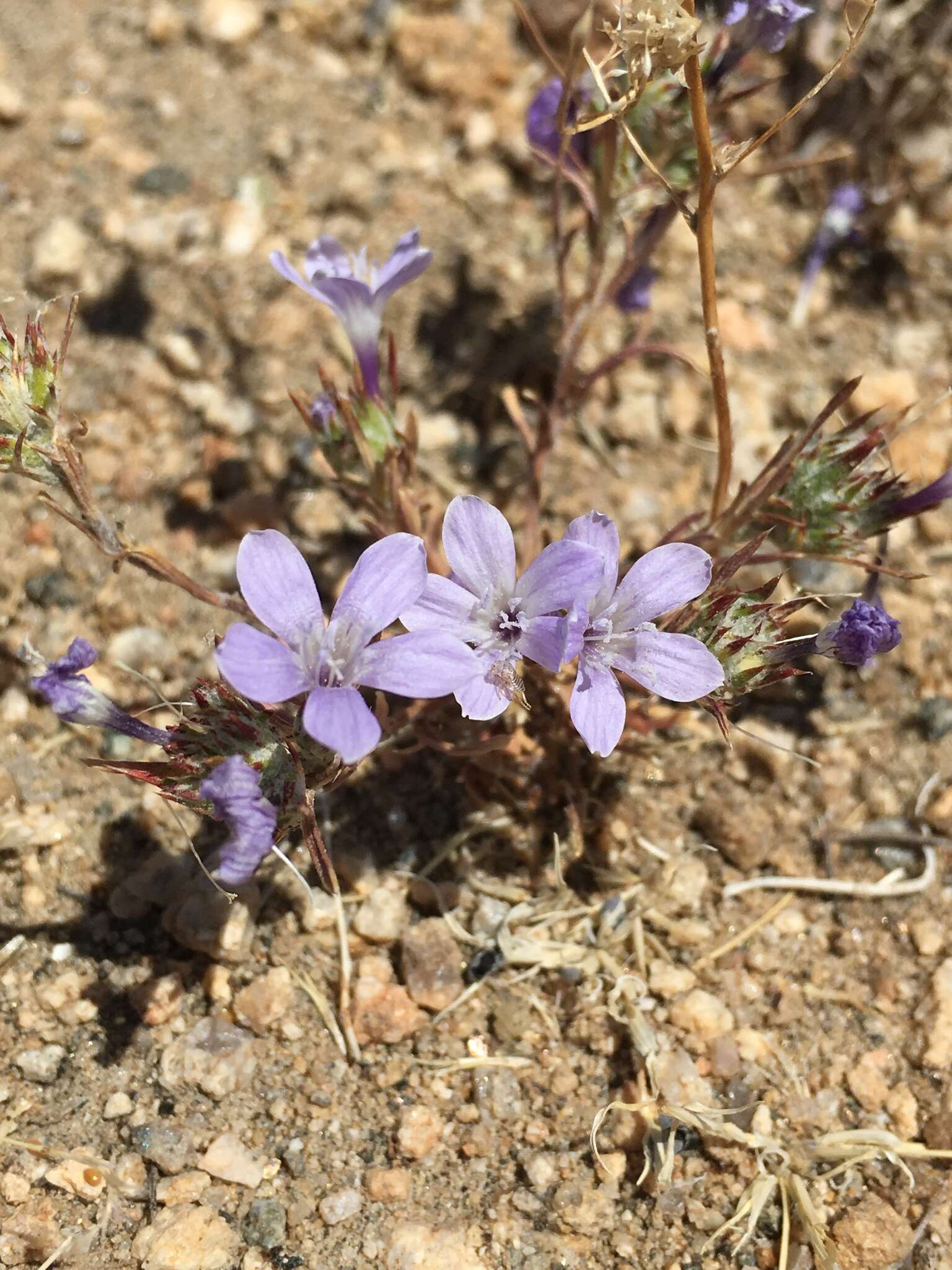 Imagem de Eriastrum eremicum (Jepson) Mason