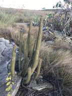 Cipocereus minensis (Werderm.) F. Ritter resmi