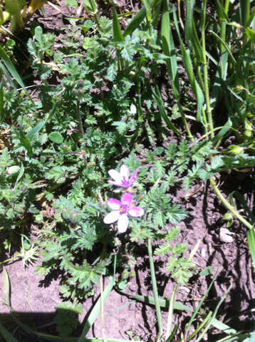 Image of Common Stork's-bill